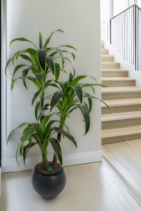 Küre Saksıda Yapay Ağaç 3 gövdeli Cordyline 180 cm Yeşil Sarı